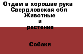 Отдам в хорошие руки - Свердловская обл. Животные и растения » Собаки   . Свердловская обл.